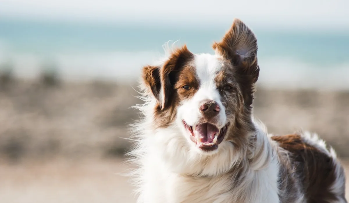 Fluffy golden retriever portrait