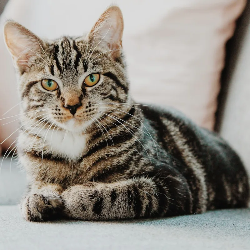 Orange tabby cat